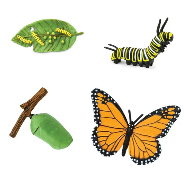 Life Cycle of a Monarch